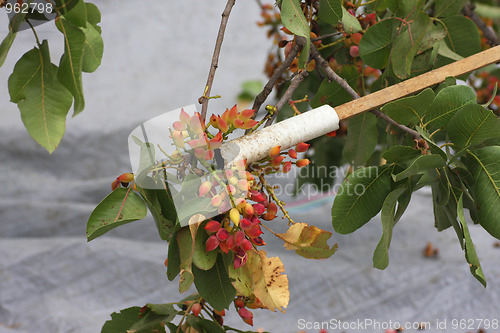 Image of Pistachio Harvesting