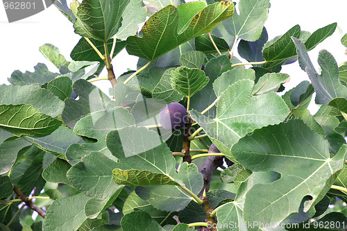 Image of Fig Tree