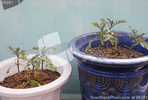 Image of Tomato plants