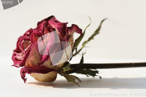 Image of Rose