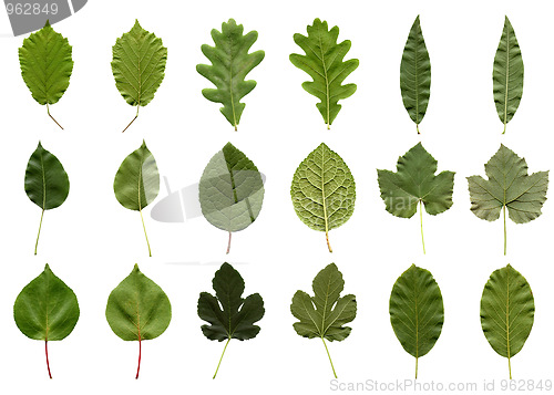 Image of Leaves collage