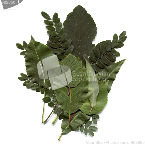 Image of Leaves collage