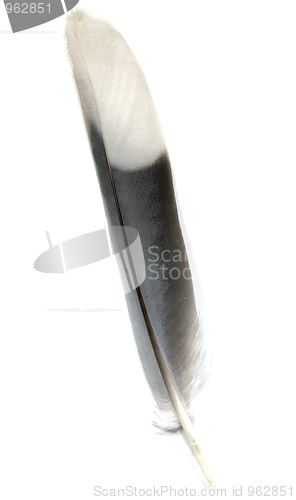 Image of Feather