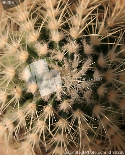 Image of Cactus