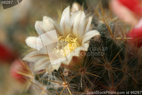 Image of Cactus Flower