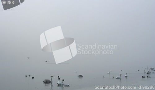 Image of Birds in the Fog