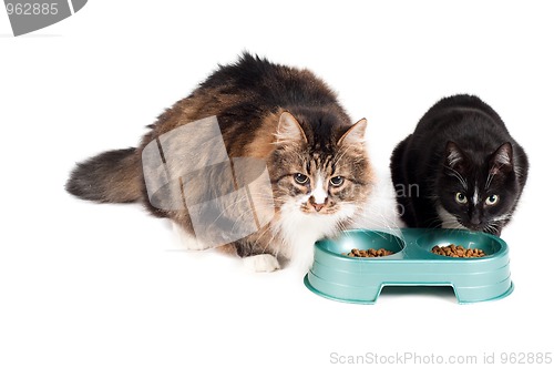 Image of Cats eating