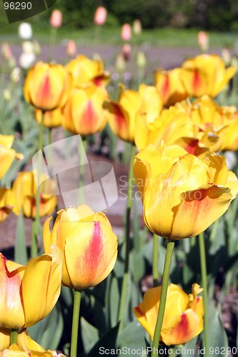 Image of Tulips