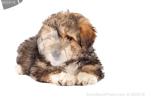 Image of bearded collie puppy