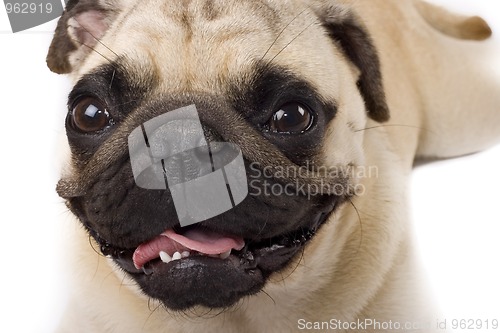 Image of Pug Portrait, Isolated 