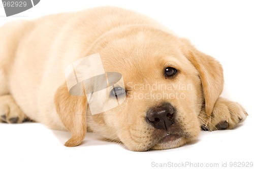 Image of sleepy Puppy Labrador