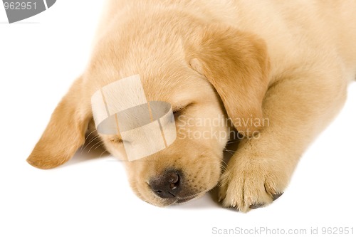 Image of Sleeping Labrador retriever