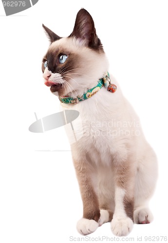 Image of Siamese cat