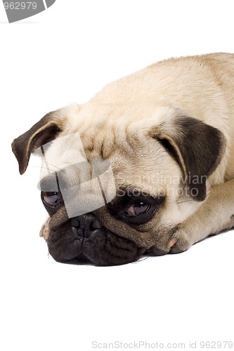 Image of sad pug puppy