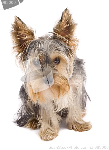 Image of curious yorkshire terrier