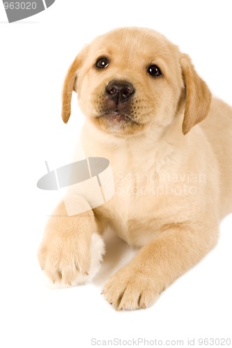 Image of labrador puppy with fur ball