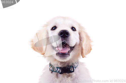 Image of golden retriever puppy