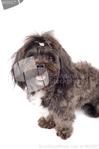 Image of black bichon standing