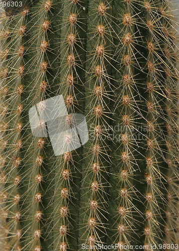 Image of Cactus