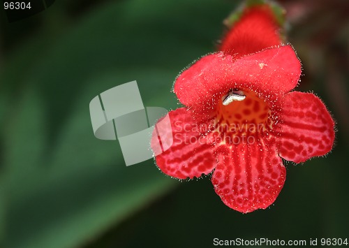 Image of Flower