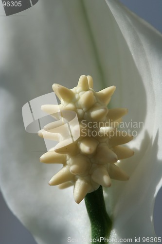 Image of Flower