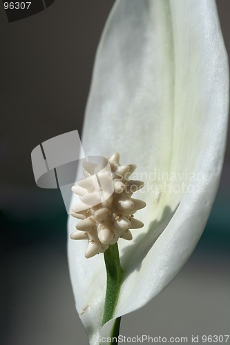 Image of Flower