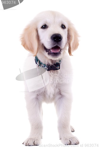 Image of golden labrador retriever puppy