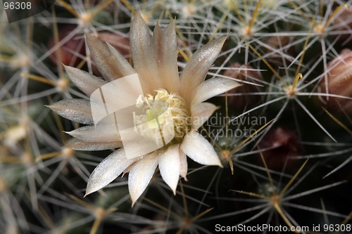 Image of Cactus
