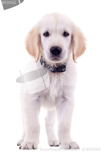 Image of cute golden labrador