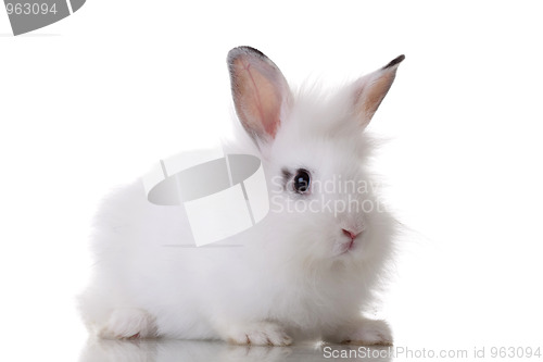 Image of little rabbit