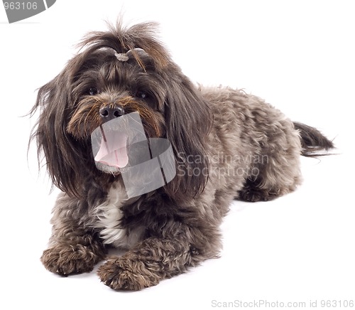 Image of seated black bichon