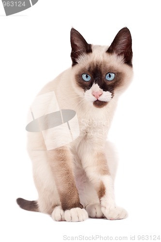 Image of cute young siamese