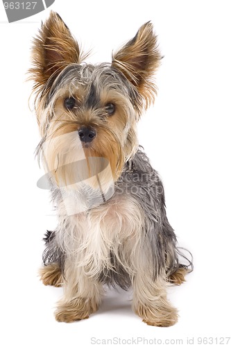 Image of Yorkie puppy