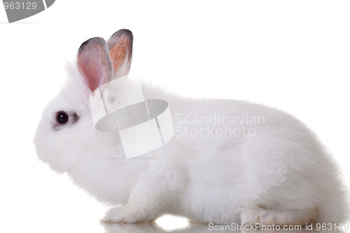 Image of little rabbit