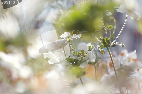 Image of Anemones flower