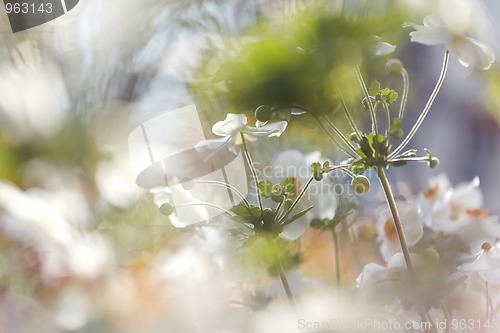 Image of Anemones flower