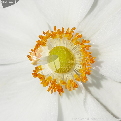 Image of Anemones flower