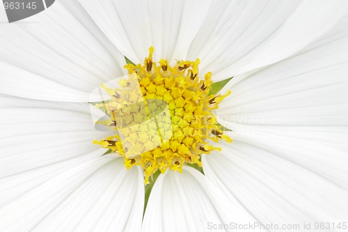 Image of cosmea