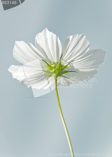 Image of cosmea