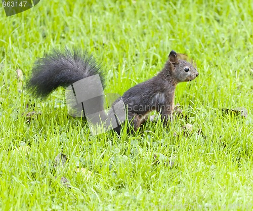 Image of squirrel