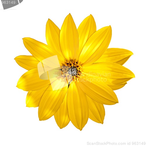 Image of yellow flower