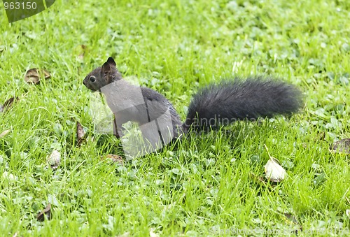 Image of squirrel