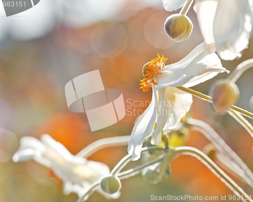 Image of Anemones flower