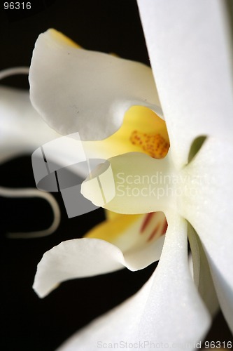Image of Orchid