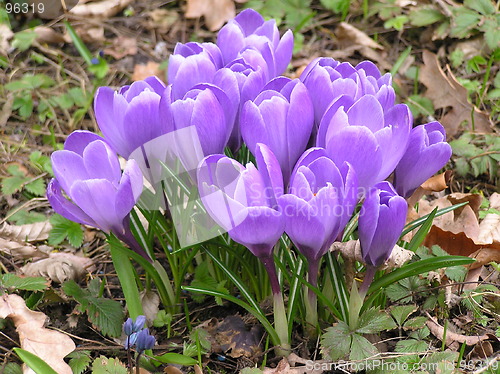 Image of crocuses