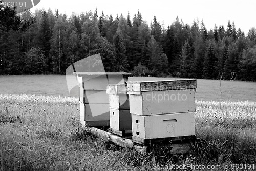 Image of A beehive