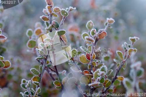 Image of Frozen birch