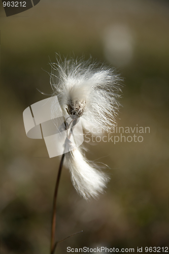 Image of Cottongrass