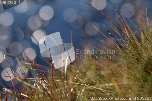 Image of Grass by the river