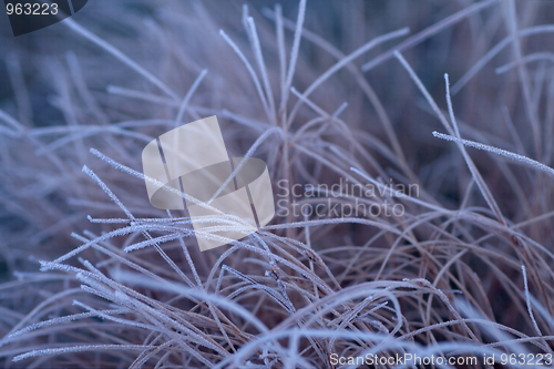 Image of Frozen grass